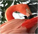 Flamingo Beauty-1
